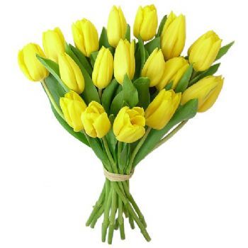  yellow tulips
